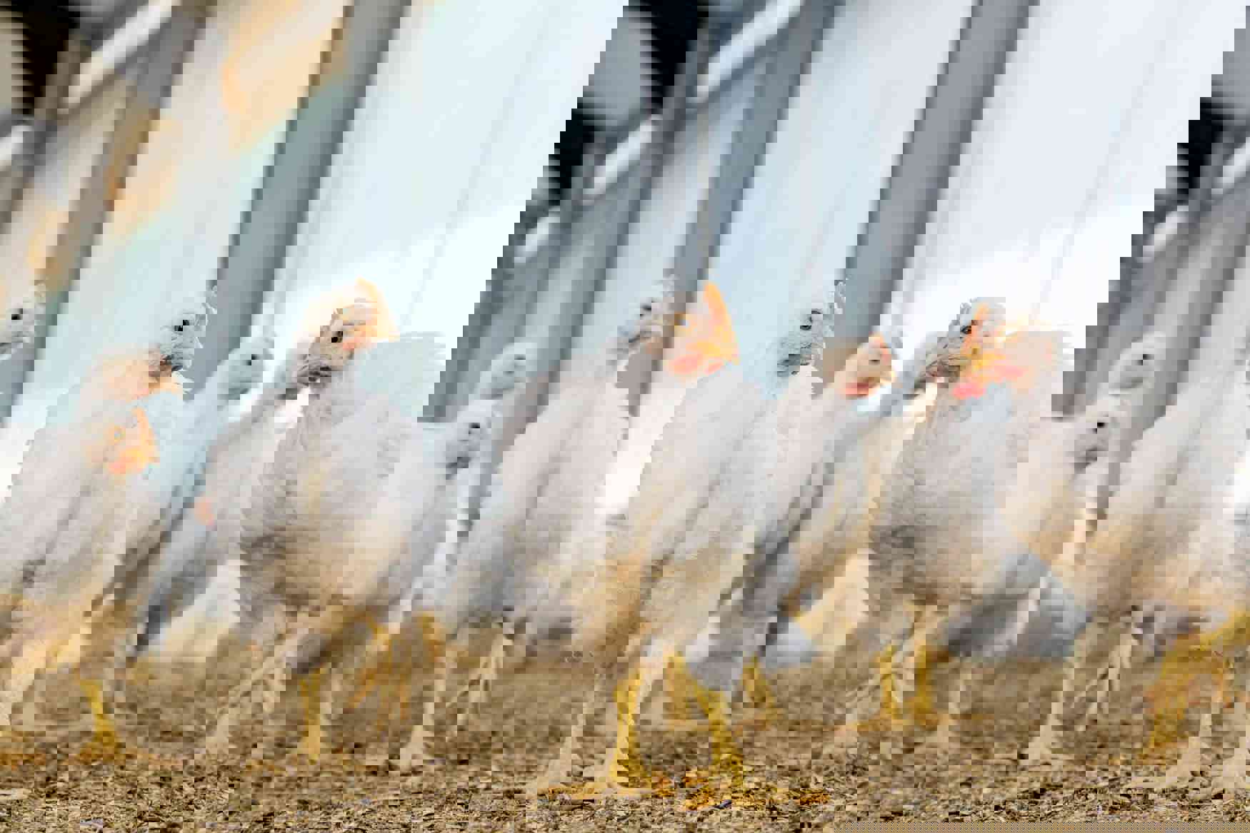 Broiler chicken rate, Broiler chicken farm