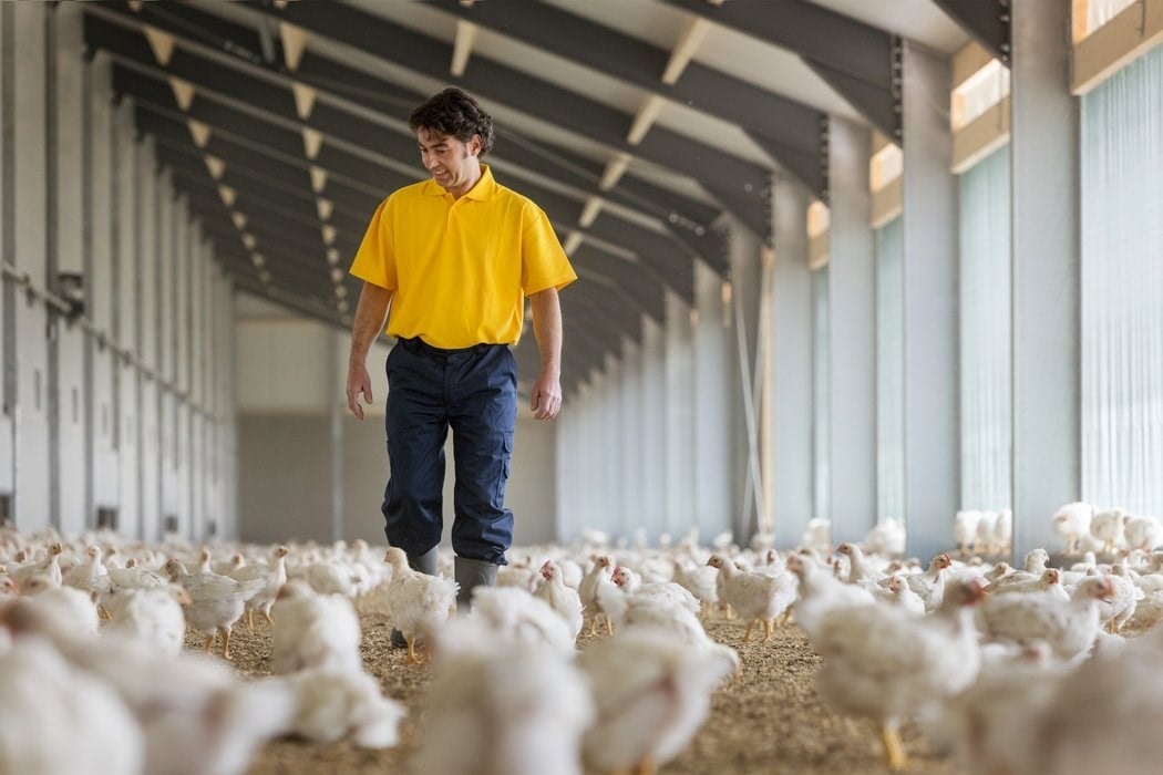 poultry farm management 