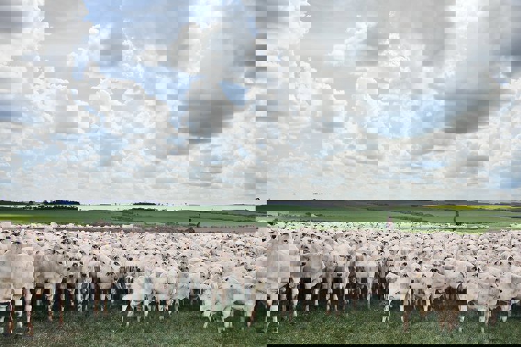 Dairy cattle