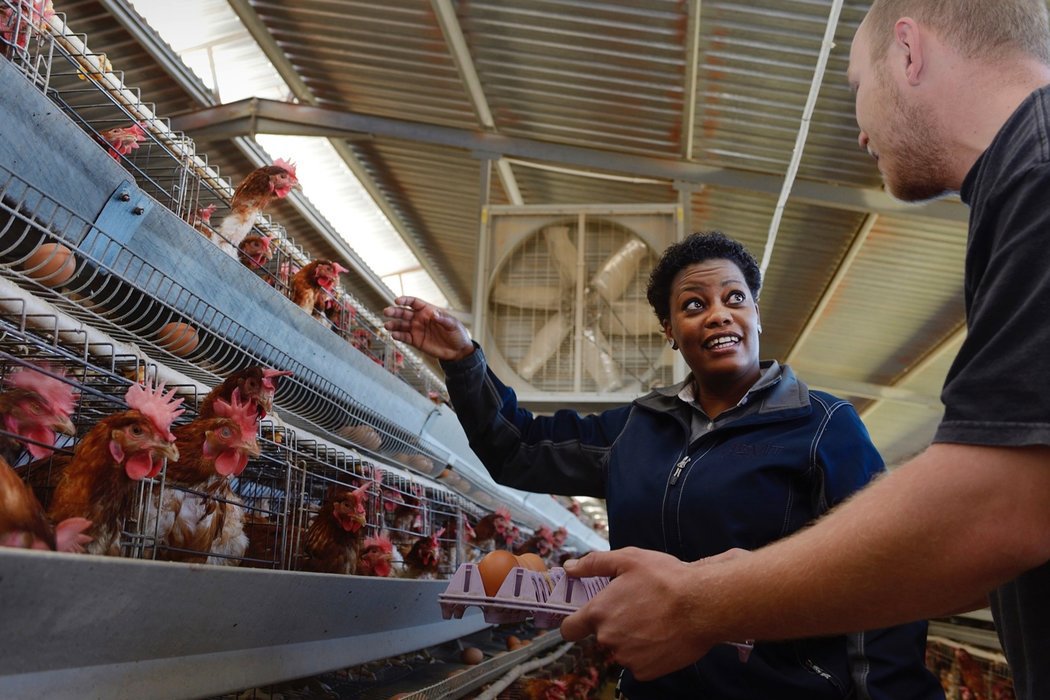 hens are residing in cages and waiting for feed 