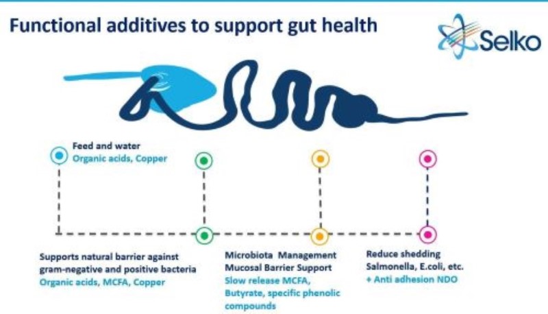 Organic acids for health management and performance improvement