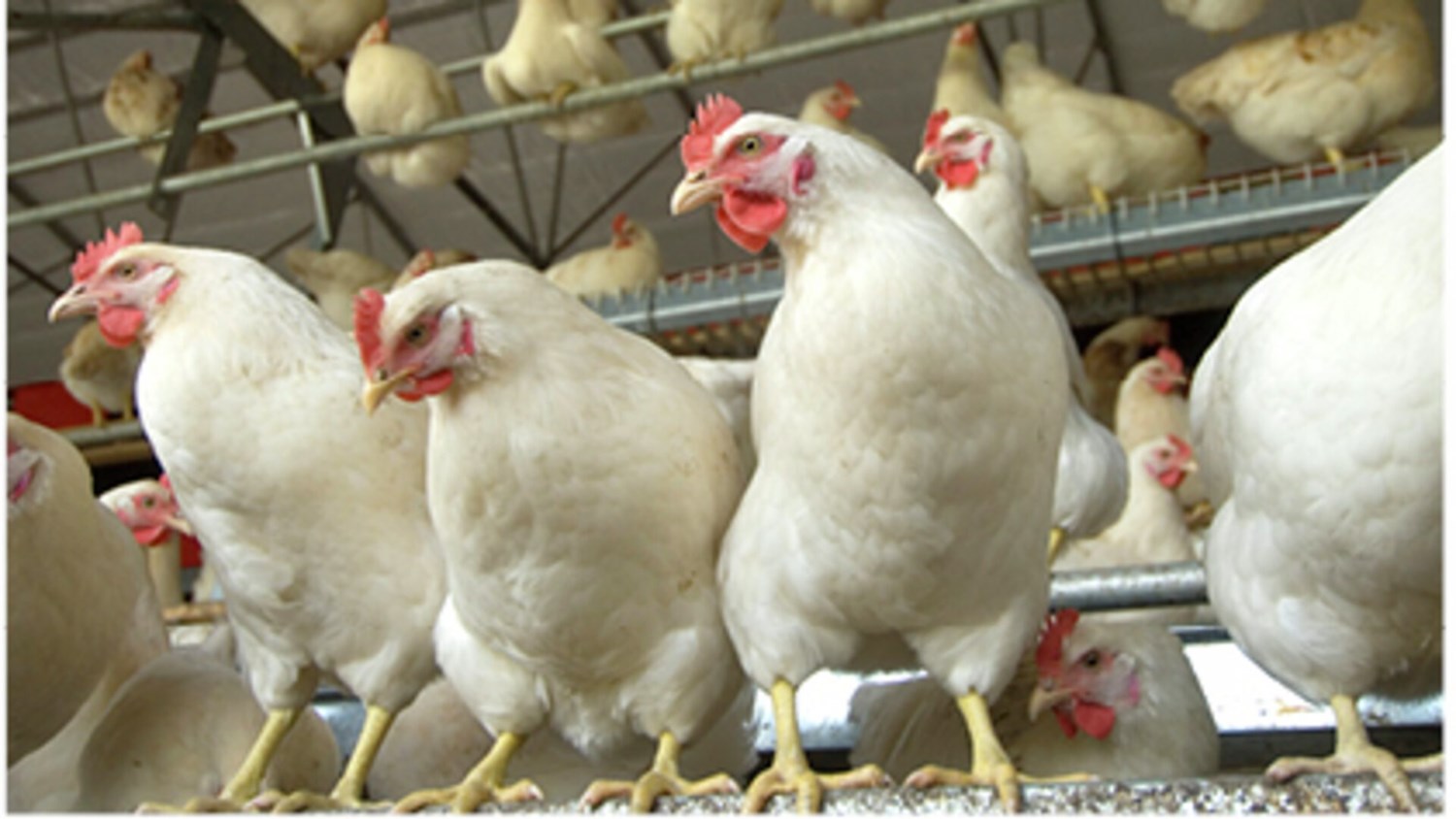 Poultry gut health 