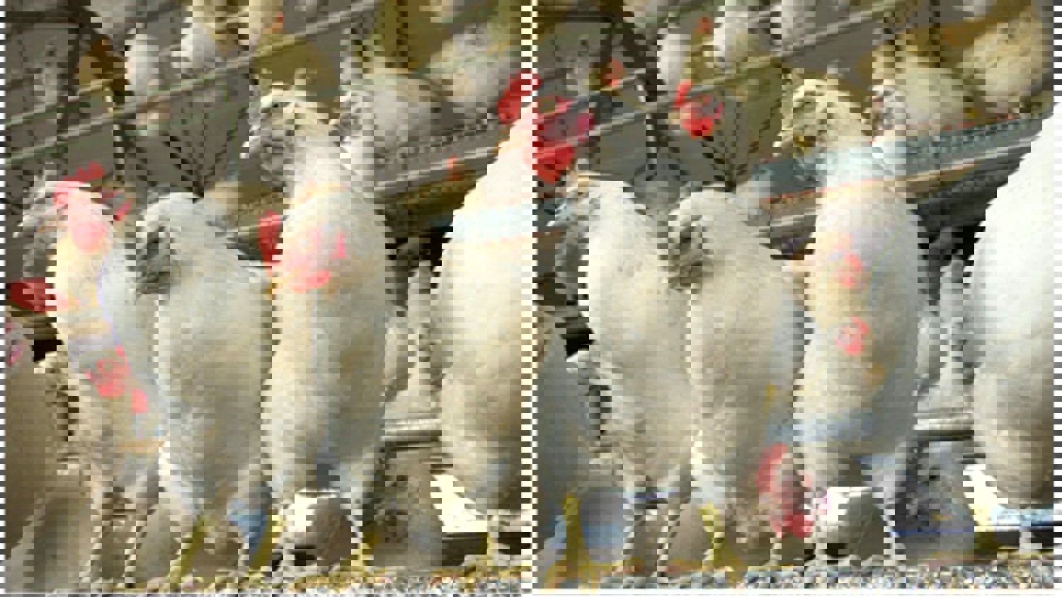 Poultry gut health 