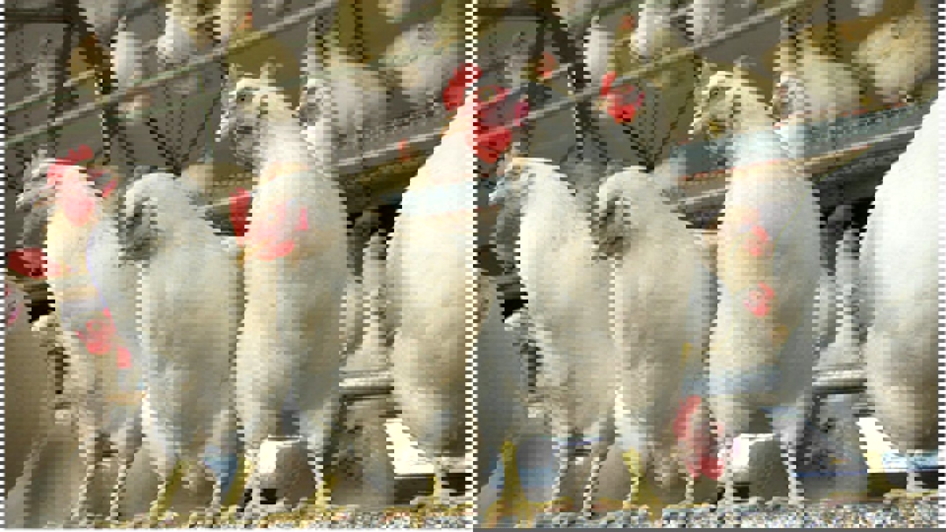 Poultry gut health 
