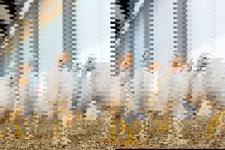 Feed structure