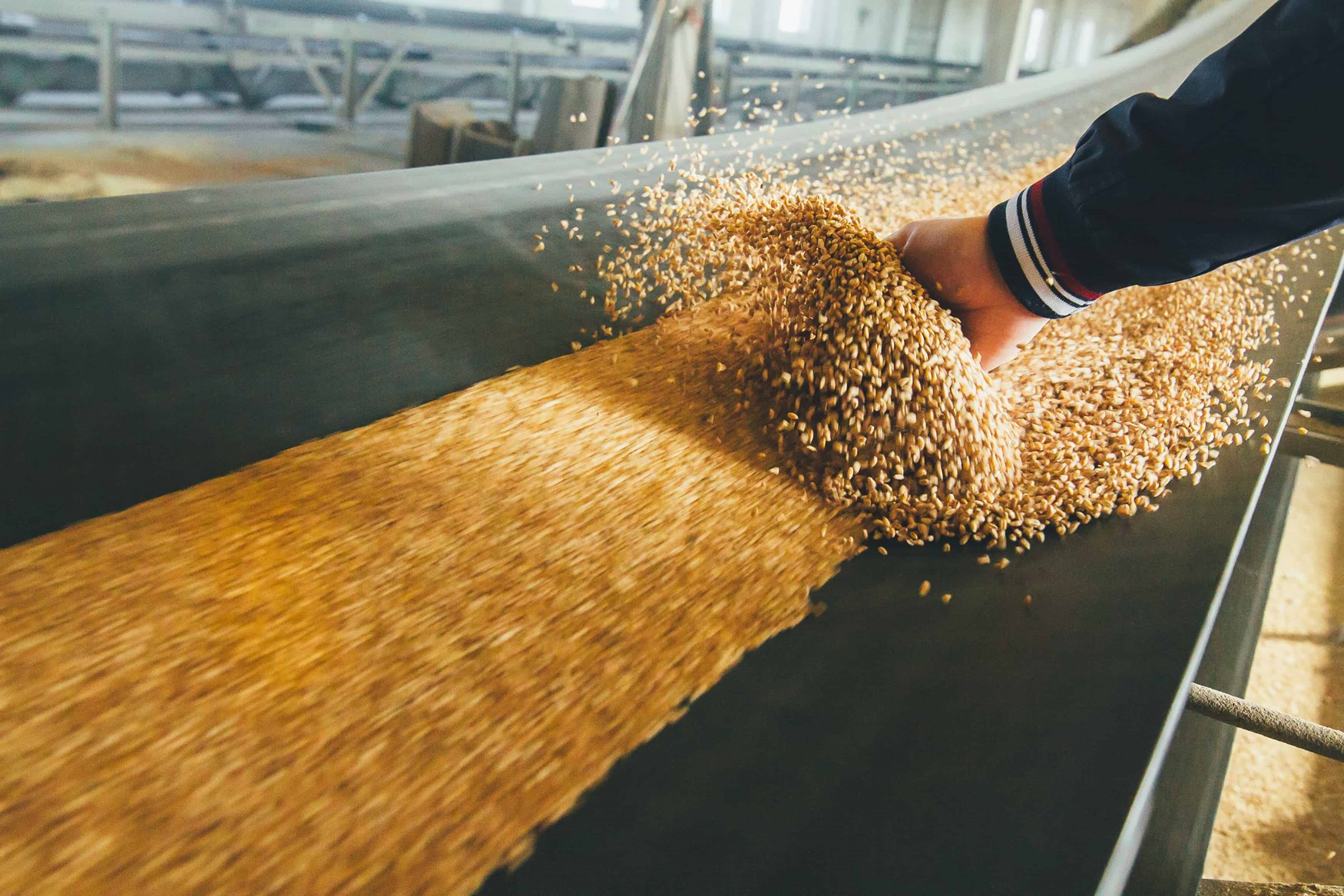 Wheat on conveyor belt