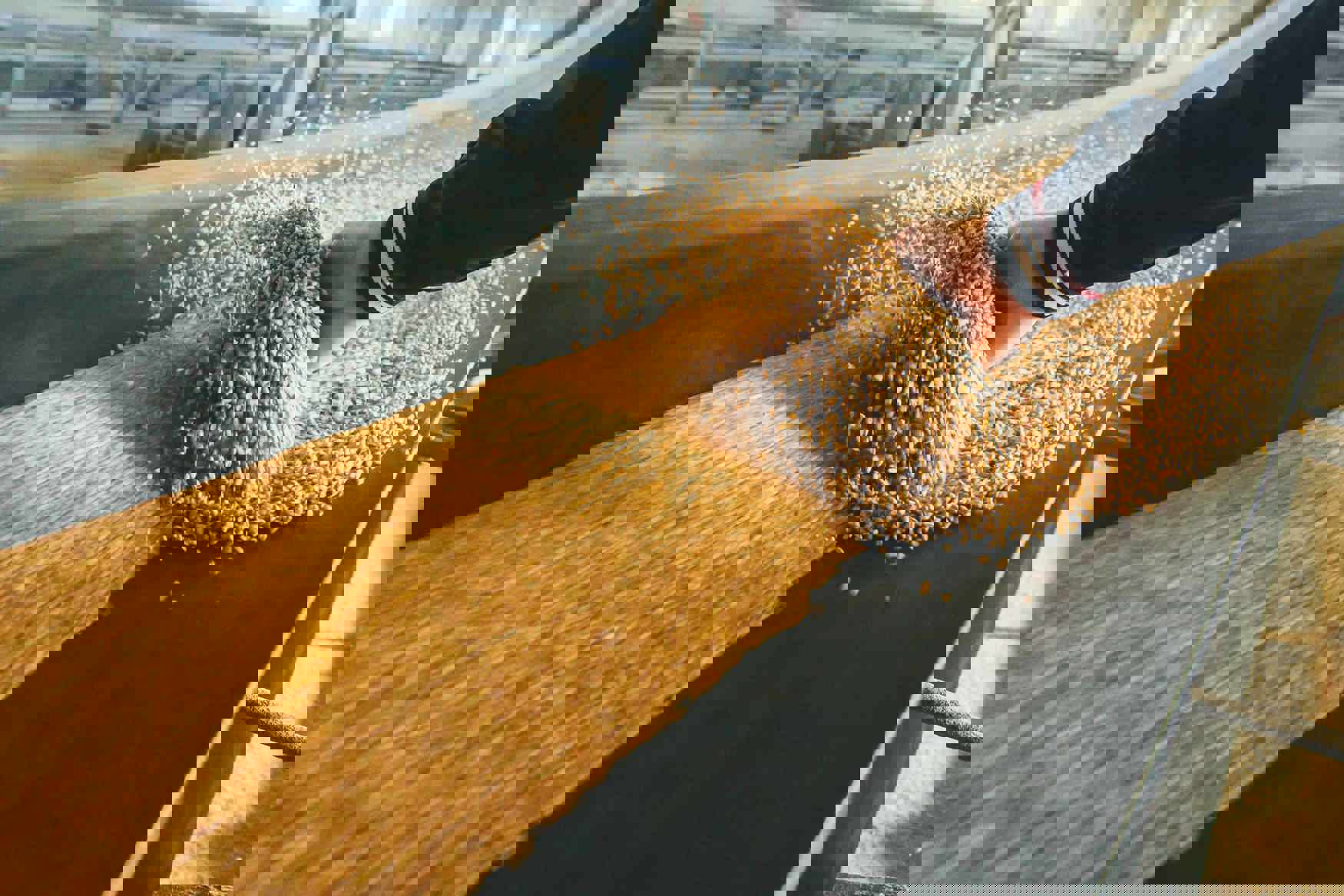 wheat on conveyor