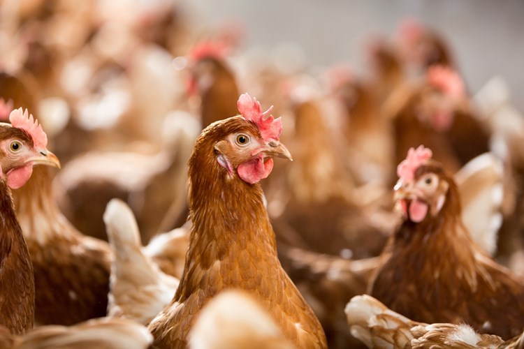 enhancing the health and performance of poultry flock