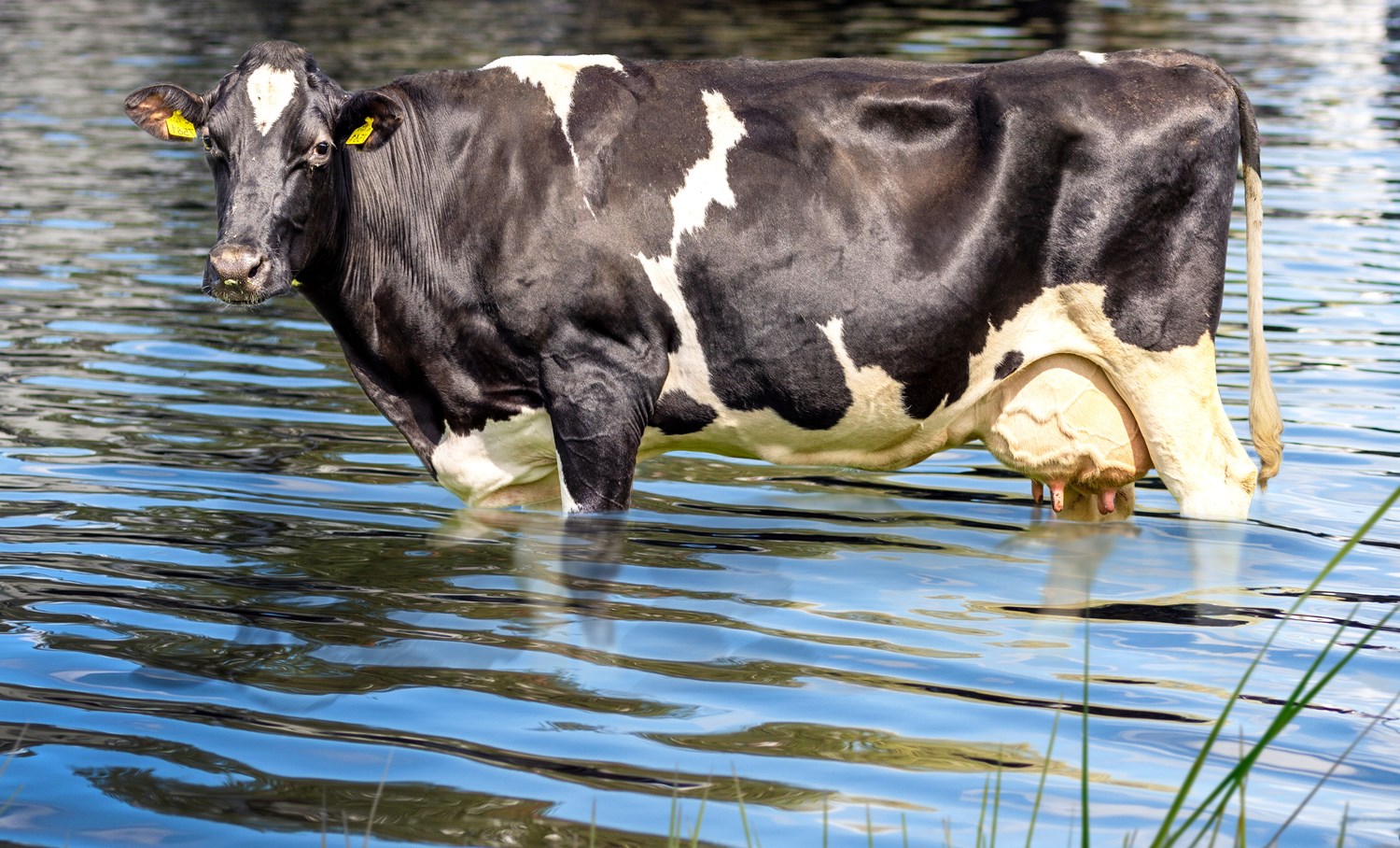 cow in water