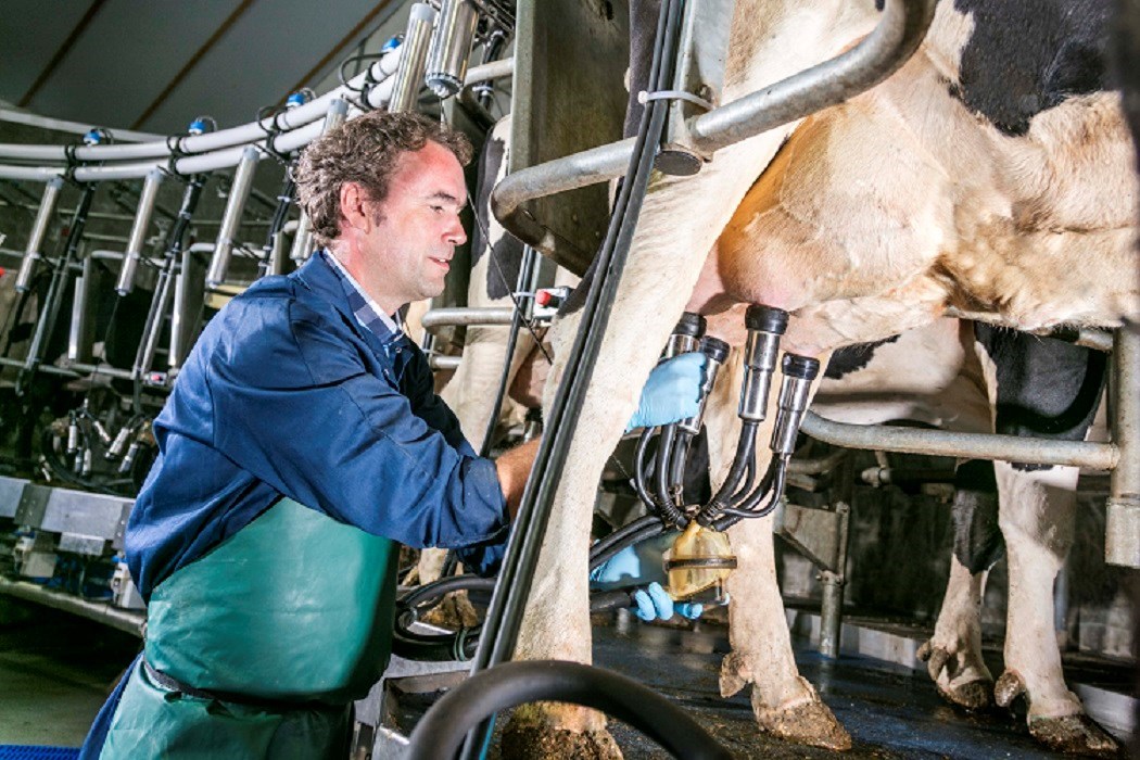 milking cows using machine
