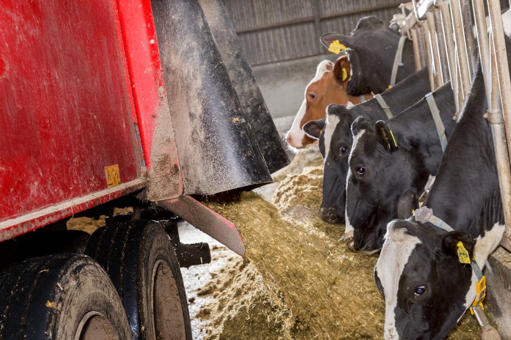 Providing balanced cattle feed