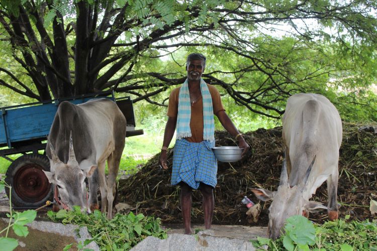 dairy cattle