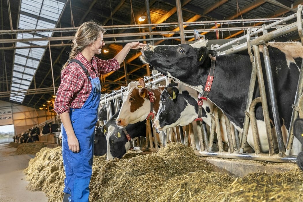 a young woman taking care of dairy cows