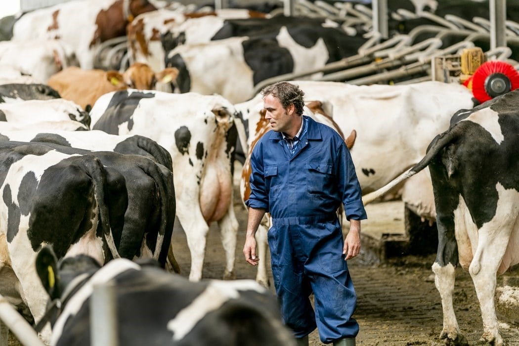 dairy farm manager looking the health of animals