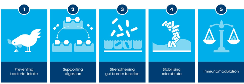 Trouw Nutrition’s 5 pillar to support gut health