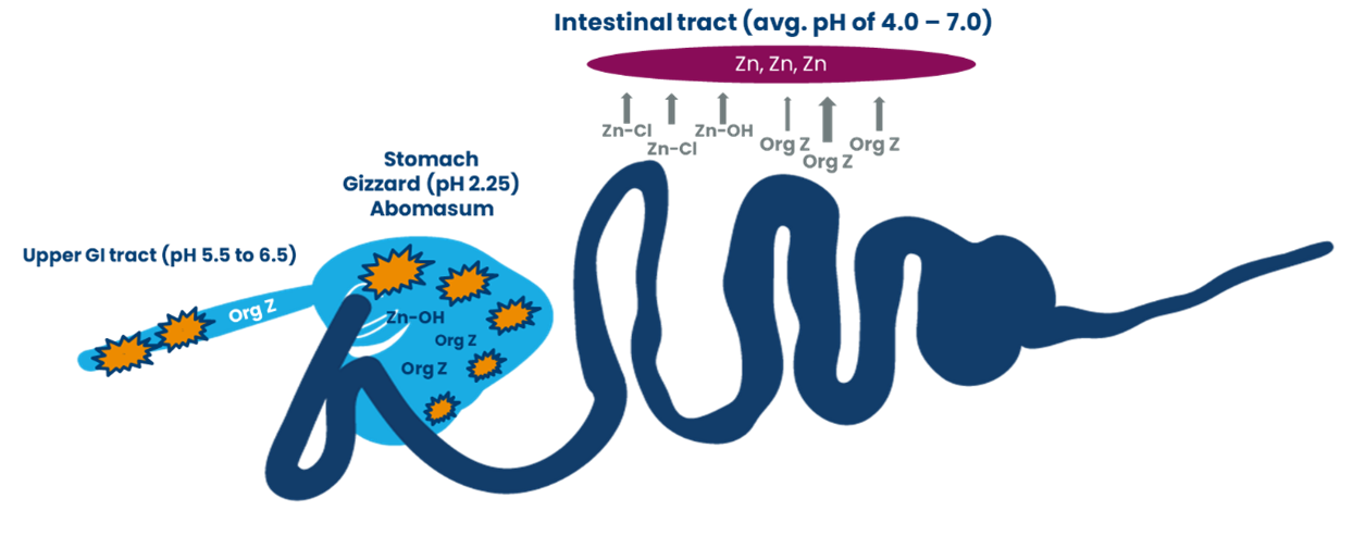 combination of hydroxy and organic trace minerals