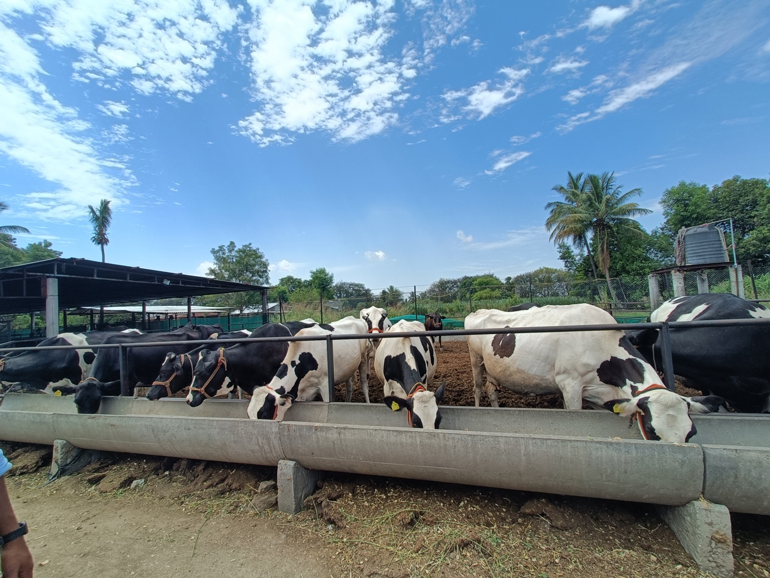 Dairy cow health