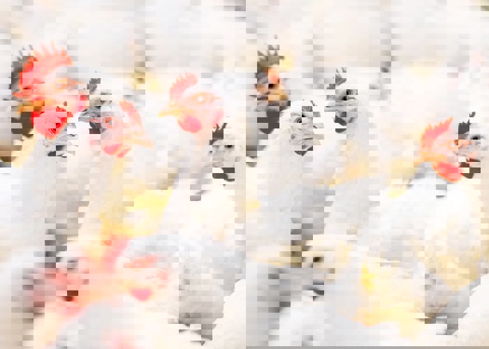 broiler flock management for improved health and performance