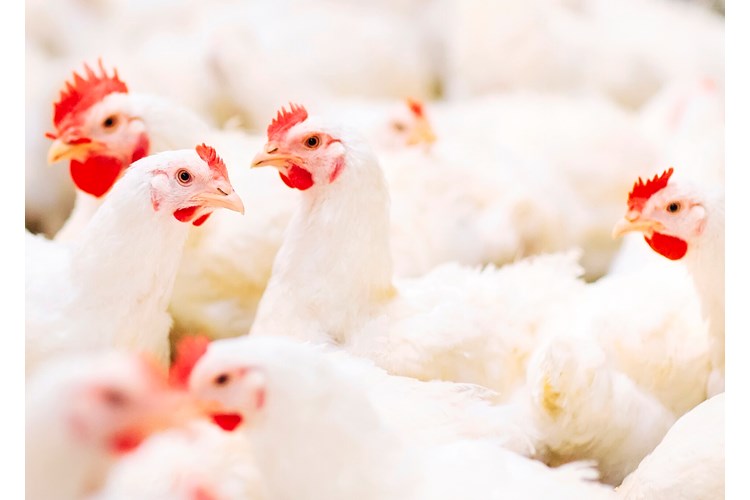 broiler flock management for improved health and performance