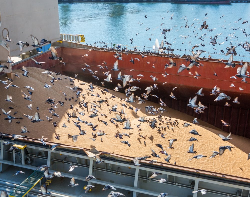 Harbour decontamination