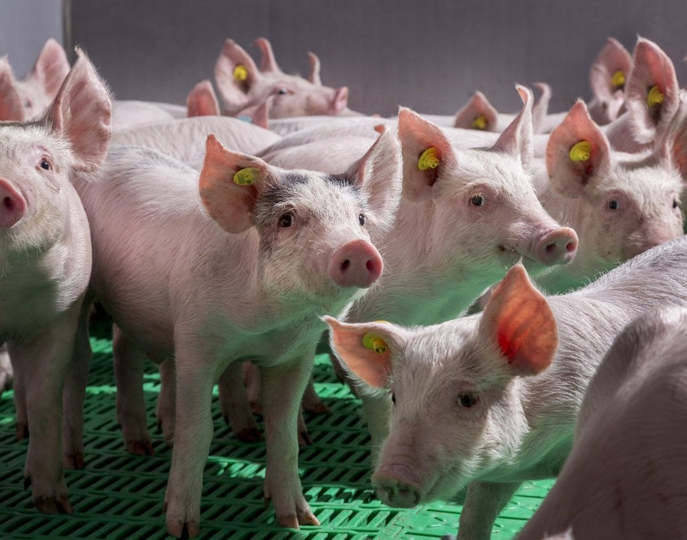 Swine Research Centre