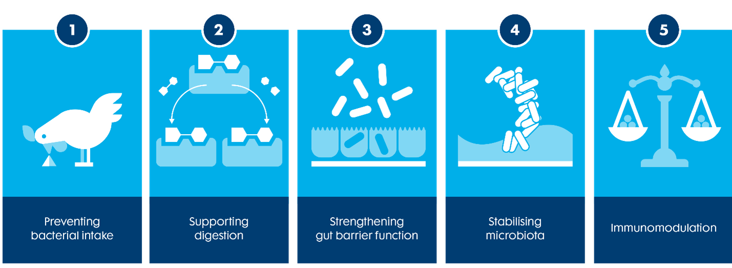 Trouw Nutrition’s 5 pillar to support gut health