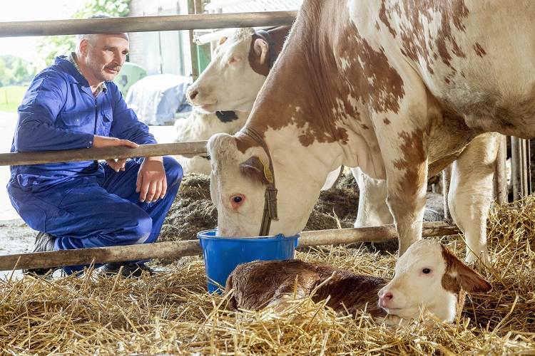 Cow Health