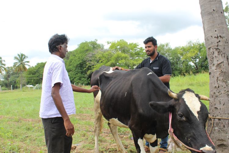 dairy feeds