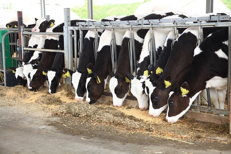 compound feed for dairy cows