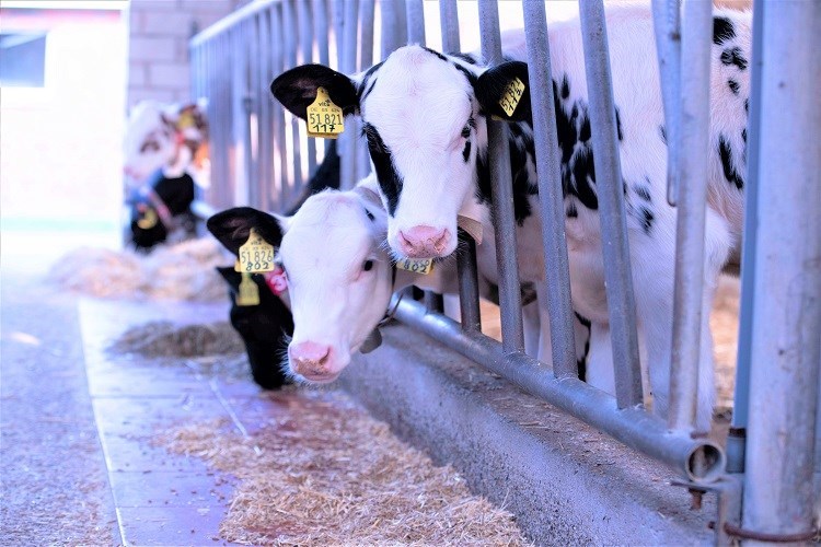 calf and heifer nutrition