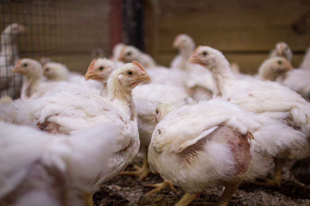AMR reduction in broiler