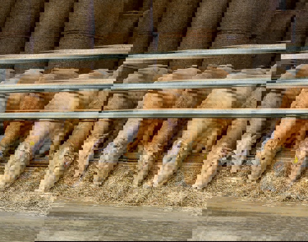 Mineral Optimisation