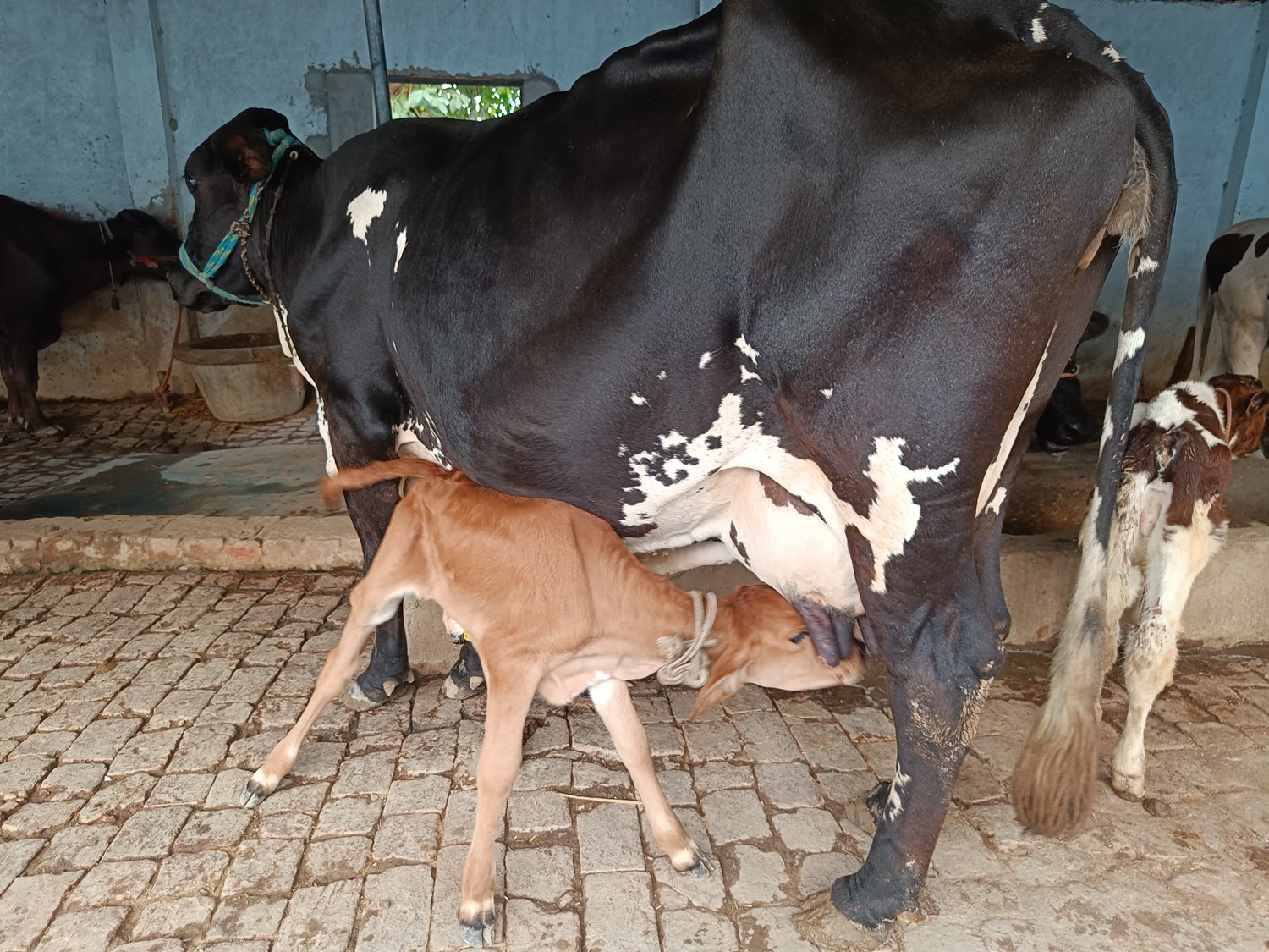 Dairy cow lactation management