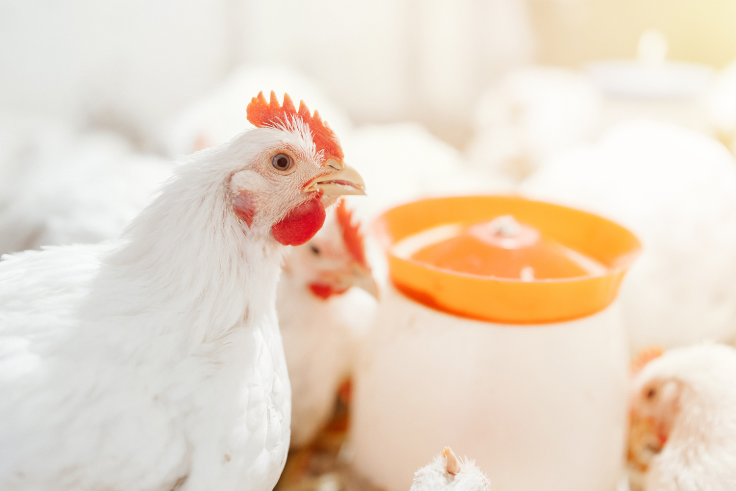 Poultry water acidifier