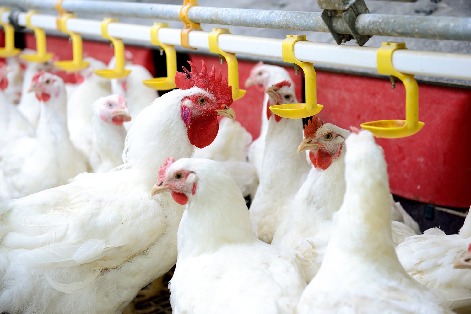 healthy white layer birds