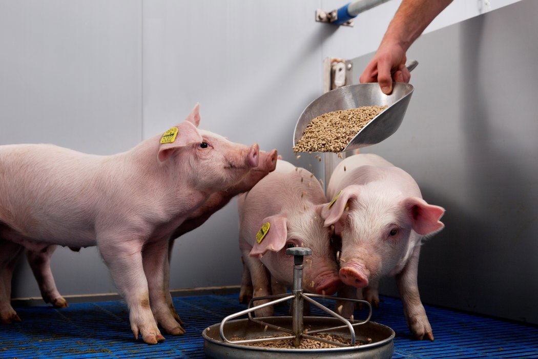 feeding the small piglet 