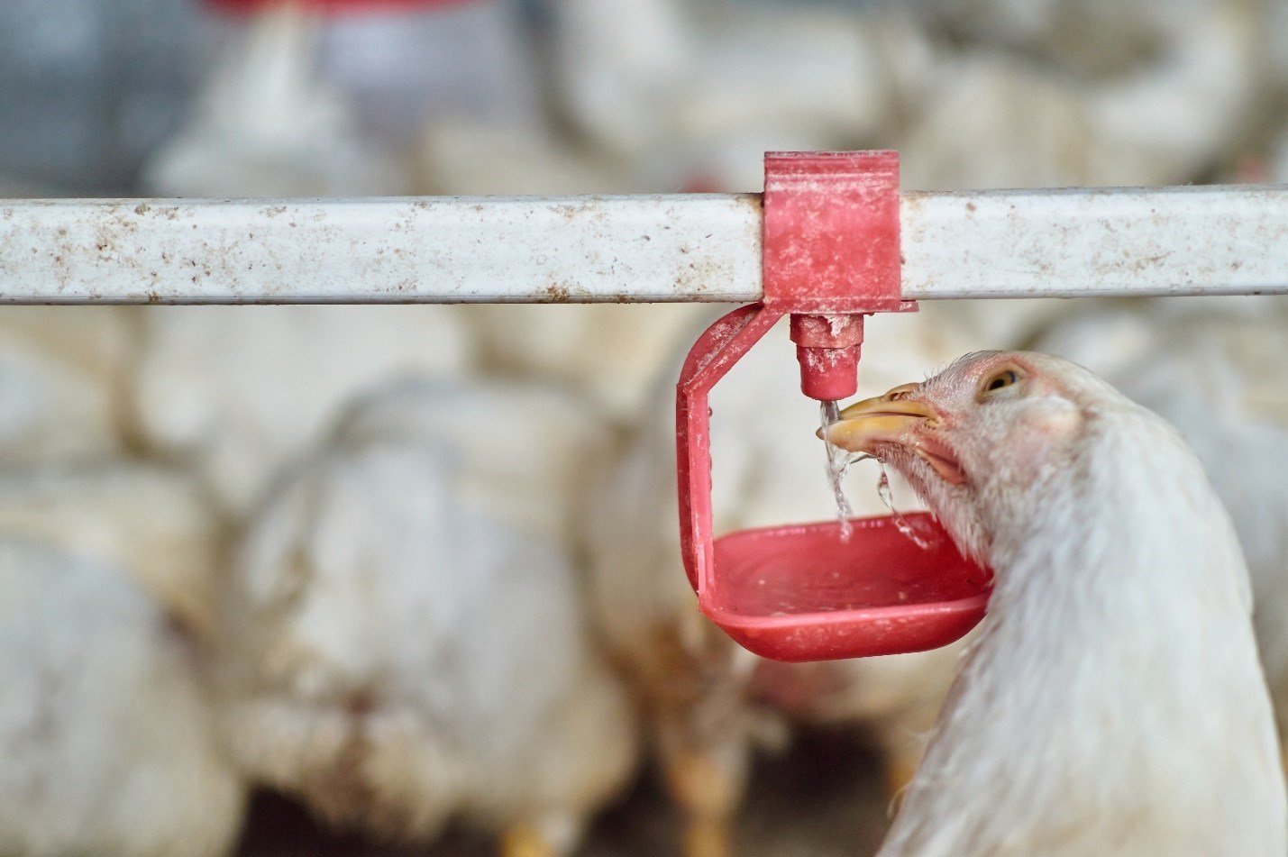 managing heat stress in poultry farms