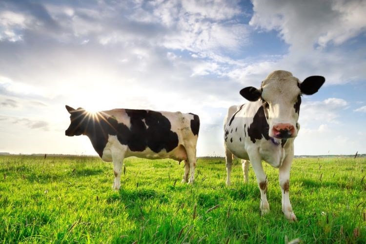 hot summer affects the health of dairy cows