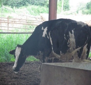 Cow with heat stress