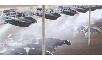 Sprinklers in dairy farm