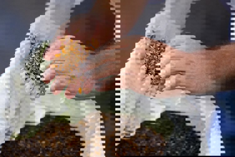Feed safety