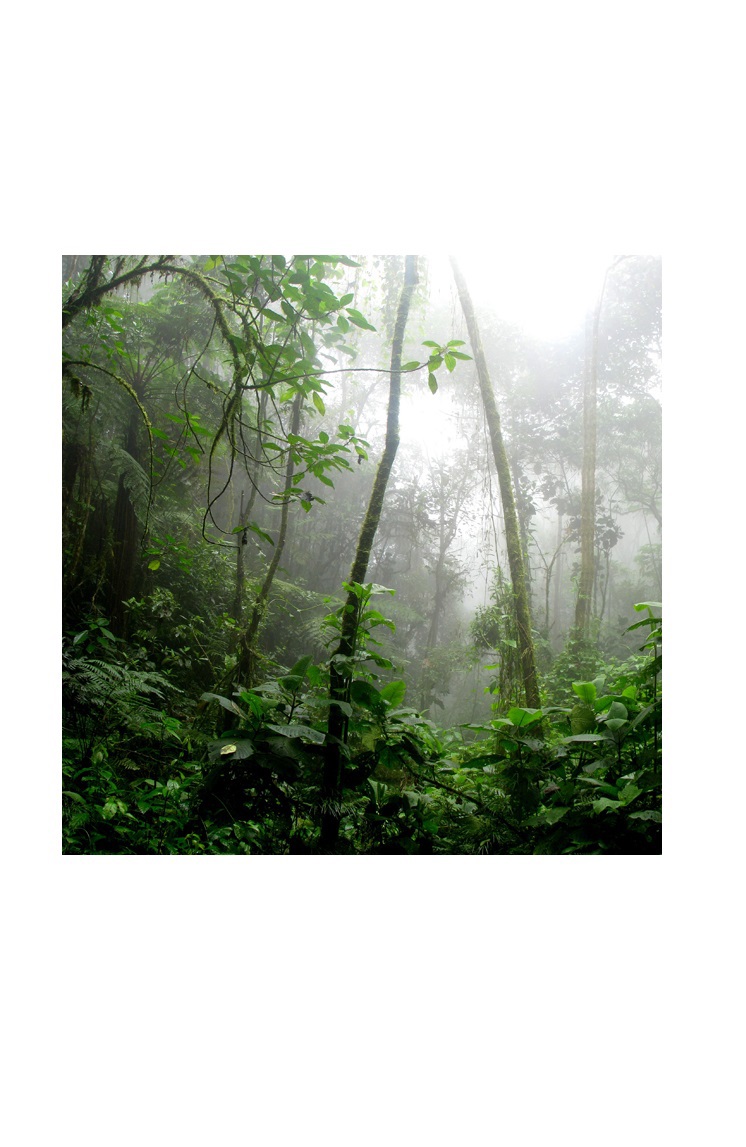 planting trees for sustaining our earth environment