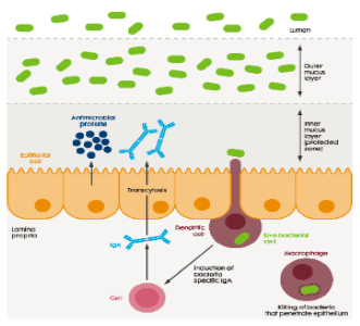 Integrity of gut