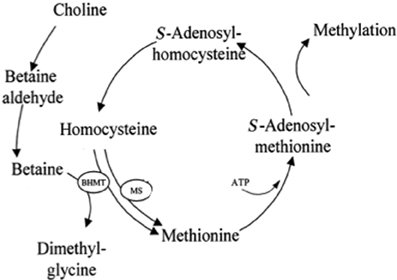 Role of Betaine in poultry health