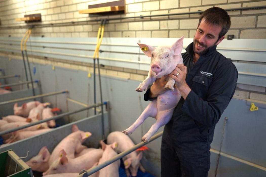A man taking care of the piglets in swine farm