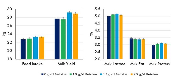 Effect of Betaine in Dairy Cows during Heat Stress    