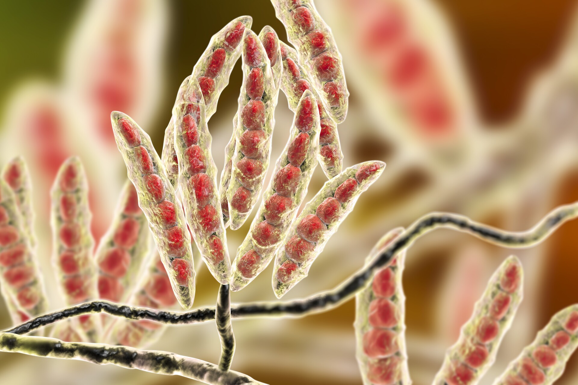 Mycotoxin risk mangement