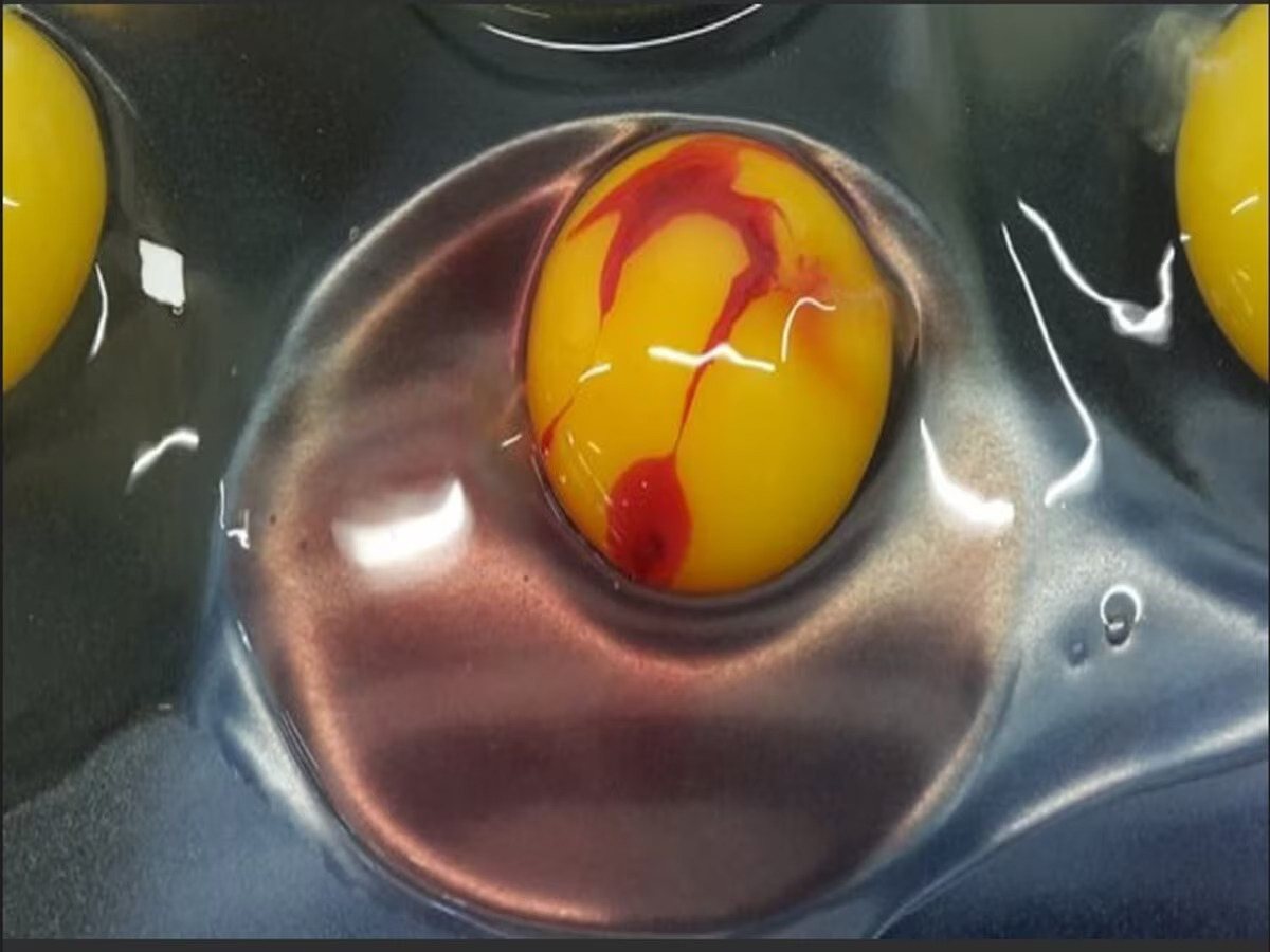 Blood in the egg
