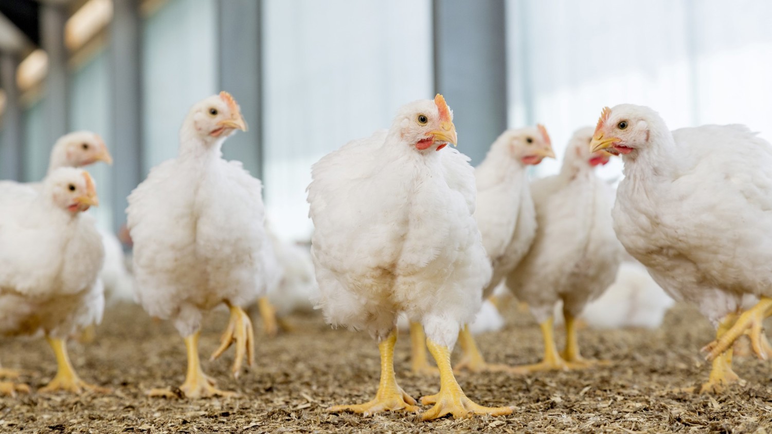 poultry feed additives