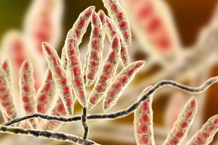 mould growth in animal feed